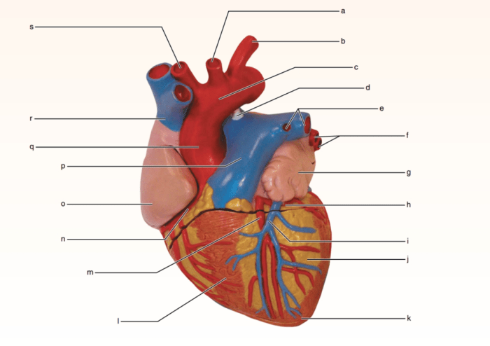 Review sheet 30 anatomy of the heart