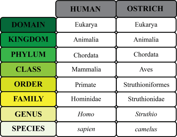 Phylum taxonomic key table cnidaria porifera platyhelminthes arthropoda annelida answer loading done echinodermata chordata mollusca