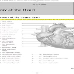 Review sheet 30 anatomy of the heart