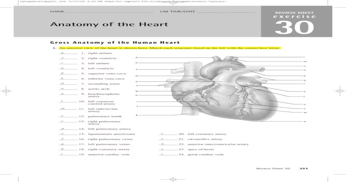 Review sheet 30 anatomy of the heart