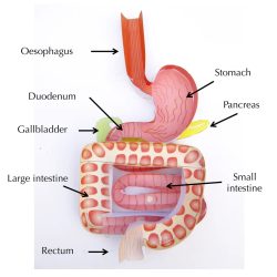 Assignment 5.2 digestive system anatomy