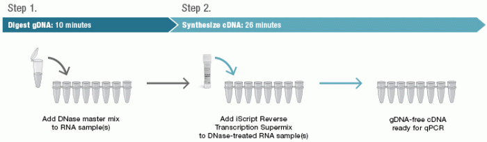 Cdna capacity high kit transcription reverse advanced rad bio