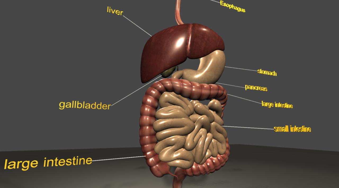 Assignment 5.2 digestive system anatomy