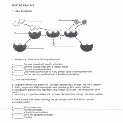 Enzyme cut outs activity answer key