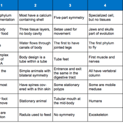 Table 2 phylum taxonomic key