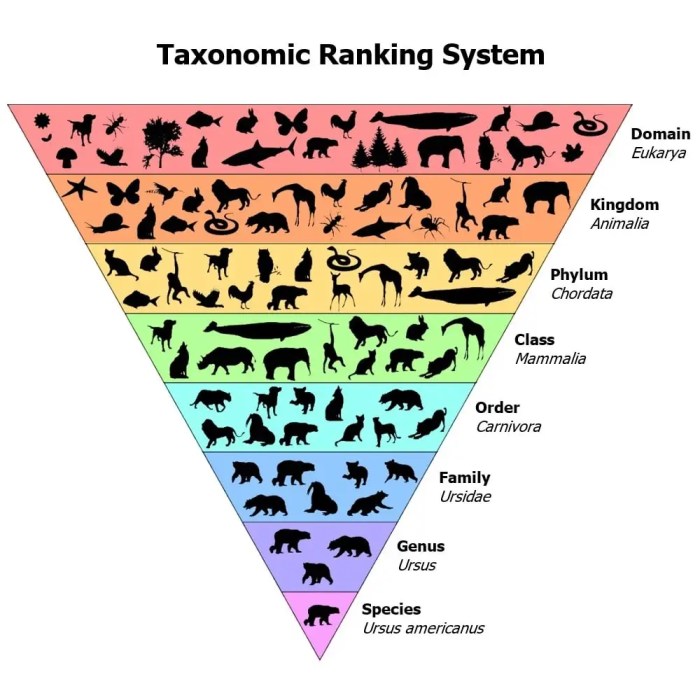 Phylum creating key escience taxonomic table solved experiment answer labs answers llc problem been