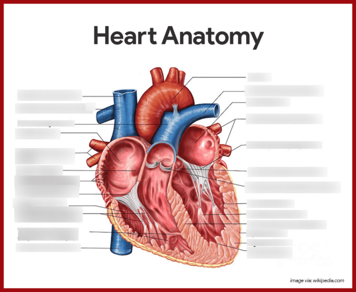 Anatomy heart exercise sheet review flashcards purposes hope commercial use do ex