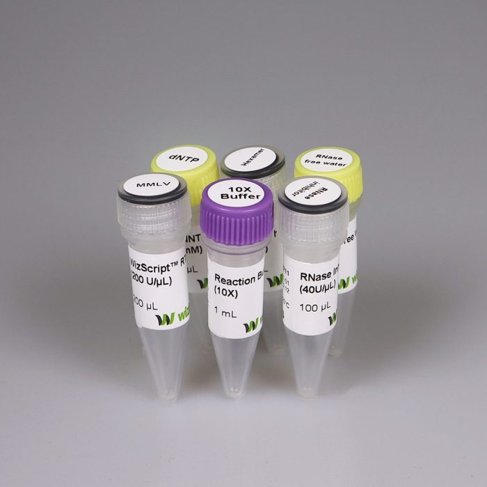 Iscript cdna synthesis kit protocol